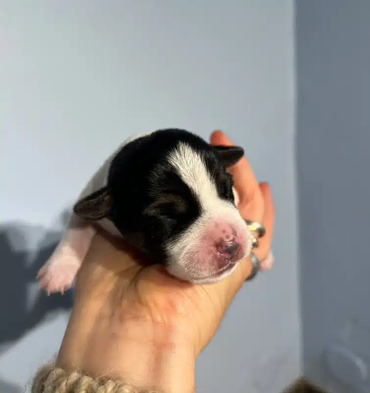 chiot jack russell terrier sociabilisé sociabilisation socialisation elevage familial