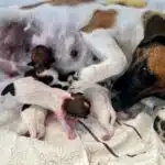 chiot jack russell terrier sociabilisé sociabilisation socialisation elevage familial