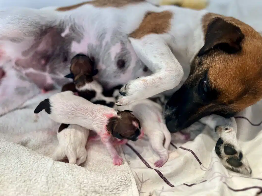 chiot jack russell terrier sociabilisé sociabilisation socialisation elevage familial