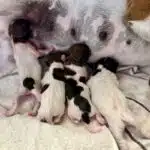 chiot jack russell terrier sociabilisé sociabilisation socialisation elevage familial