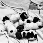 chiot jack russell terrier sociabilisé sociabilisation socialisation elevage familial