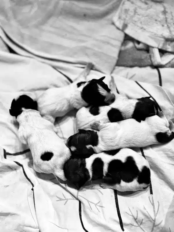 chiot jack russell terrier sociabilisé sociabilisation socialisation elevage familial