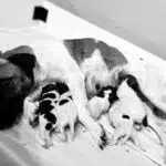 chiot jack russell terrier sociabilisé sociabilisation socialisation elevage familial