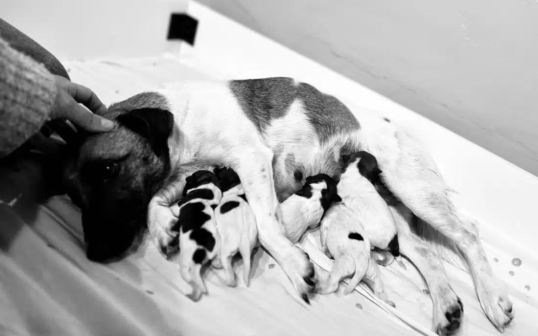 chiot jack russell terrier sociabilisé sociabilisation socialisation elevage familial