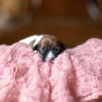 CHIOT JACK RUSSELL SOCIALISATION OPTIMALE EVEIL