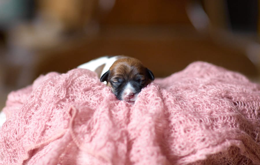 CHIOT JACK RUSSELL SOCIALISATION OPTIMALE EVEIL