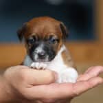 CHIOT JACK RUSSELL SOCIALISATION OPTIMALE EVEIL