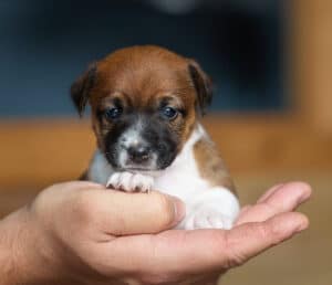CHIOT JACK RUSSELL SOCIALISATION OPTIMALE EVEIL