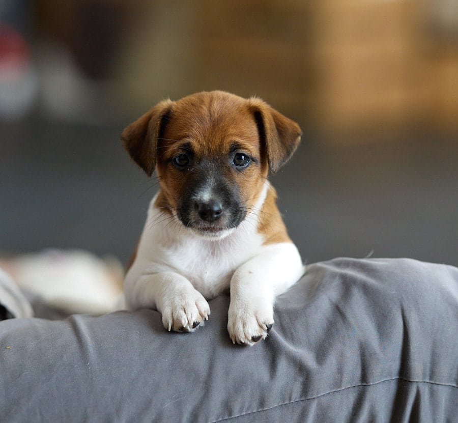CHIOT JACK RUSSELL SOCIALISATION OPTIMALE EVEIL