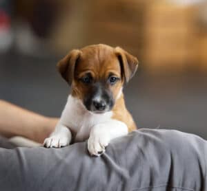CHIOT JACK RUSSELL SOCIALISATION OPTIMALE EVEIL