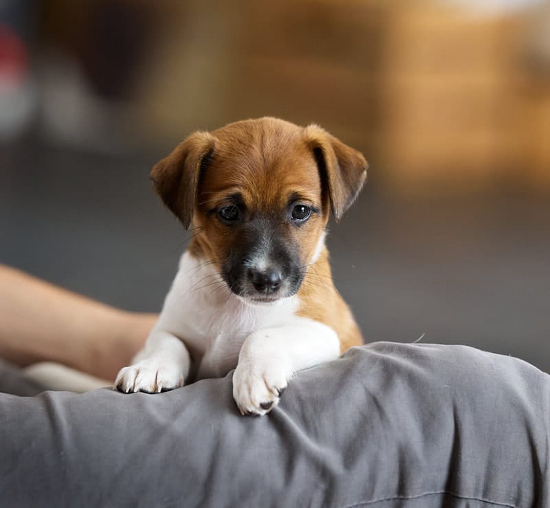 CHIOT JACK RUSSELL SOCIALISATION OPTIMALE EVEIL