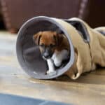 CHIOT JACK RUSSELL SOCIALISATION OPTIMALE EVEIL