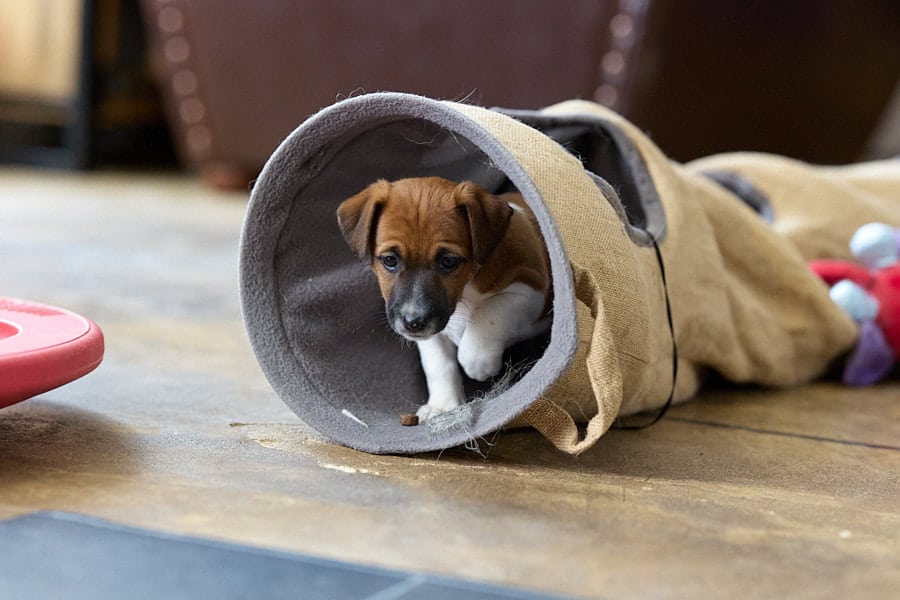 CHIOT JACK RUSSELL SOCIALISATION OPTIMALE EVEIL