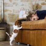 CHIOT JACK RUSSELL SOCIALISATION OPTIMALE EVEIL