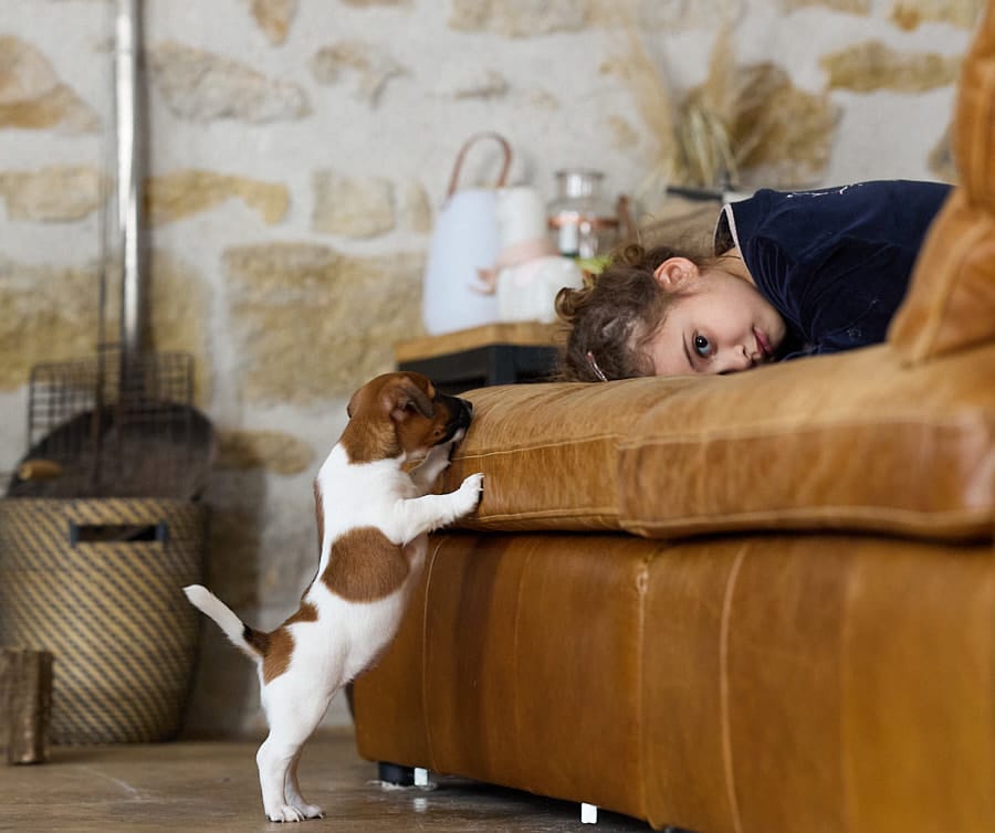 CHIOT JACK RUSSELL SOCIALISATION OPTIMALE EVEIL