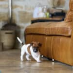 CHIOT JACK RUSSELL SOCIALISATION OPTIMALE EVEIL