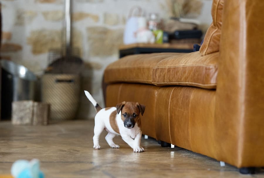 CHIOT JACK RUSSELL SOCIALISATION OPTIMALE EVEIL