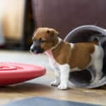 CHIOT JACK RUSSELL SOCIALISATION OPTIMALE EVEIL