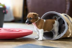 CHIOT JACK RUSSELL SOCIALISATION OPTIMALE EVEIL