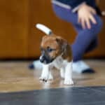 CHIOT JACK RUSSELL SOCIALISATION OPTIMALE EVEIL