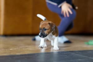 CHIOT JACK RUSSELL SOCIALISATION OPTIMALE EVEIL