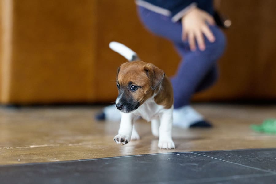 CHIOT JACK RUSSELL SOCIALISATION OPTIMALE EVEIL