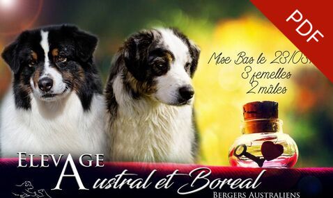 mariage bergers australiens