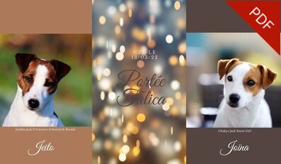 ELEVAGE jack russell accouplement mariage