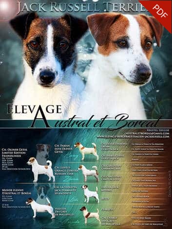 ELEVAGE jack russell accouplement mariage