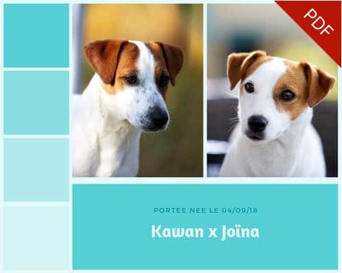 ELEVAGE jack russell accouplement mariage