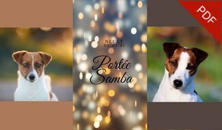 ELEVAGE jack russell accouplement mariage