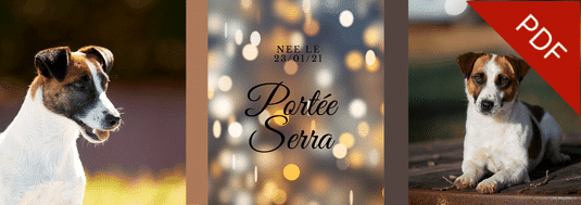 ELEVAGE jack russell accouplement mariage