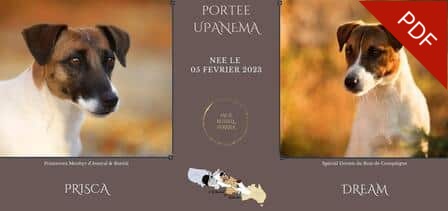 ELEVAGE jack russell accouplement mariage