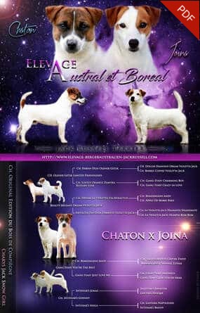 ELEVAGE jack russell accouplement mariage