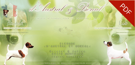 ELEVAGE jack russell accouplement mariage