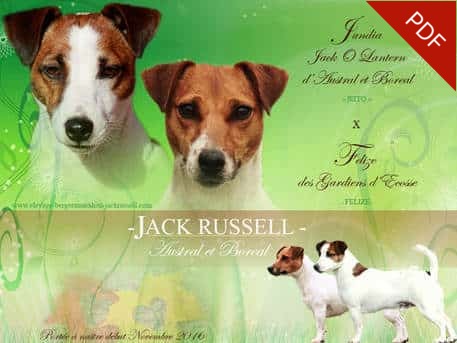 ELEVAGE jack russell accouplement mariage