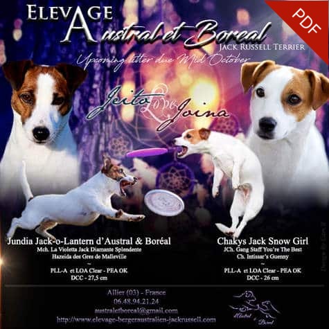 ELEVAGE jack russell accouplement mariage