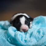 CHIOT BERGER AUSTRALIEN SOCIALISATION OPTIMALE EVEIL