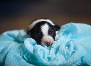 CHIOT BERGER AUSTRALIEN SOCIALISATION OPTIMALE EVEIL