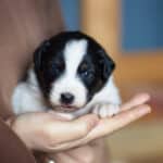CHIOT BERGER AUSTRALIEN SOCIALISATION OPTIMALE EVEIL