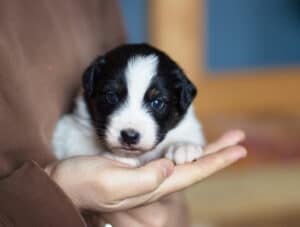 CHIOT BERGER AUSTRALIEN SOCIALISATION OPTIMALE EVEIL