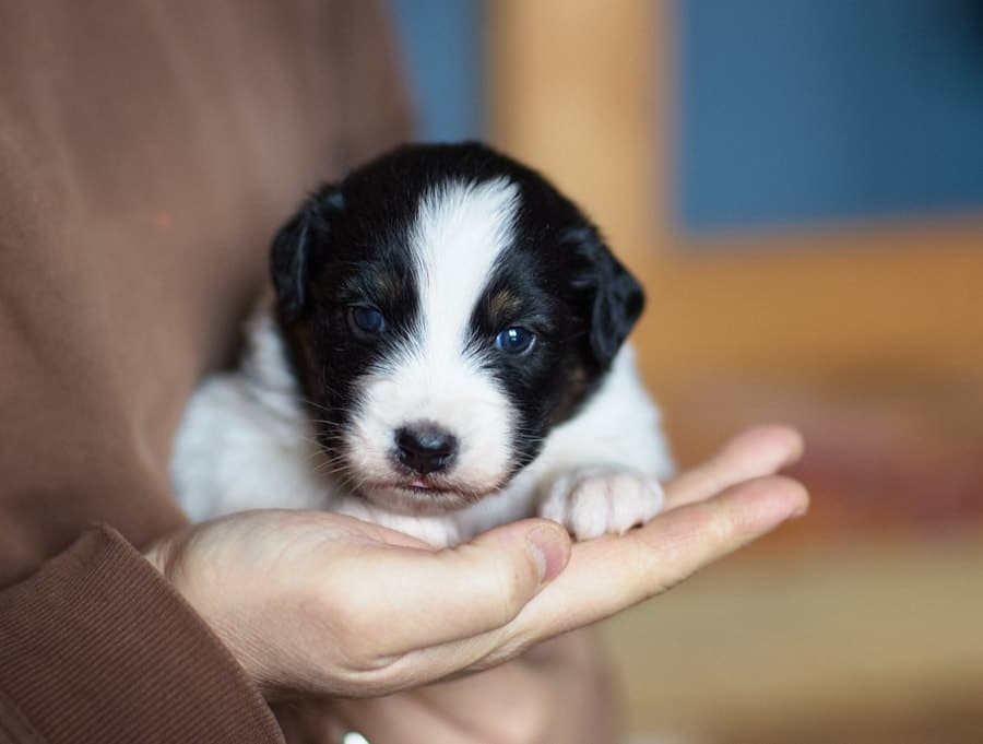 CHIOT BERGER AUSTRALIEN SOCIALISATION OPTIMALE EVEIL