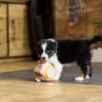 CHIOT BERGER AUSTRALIEN SOCIALISATION OPTIMALE EVEIL