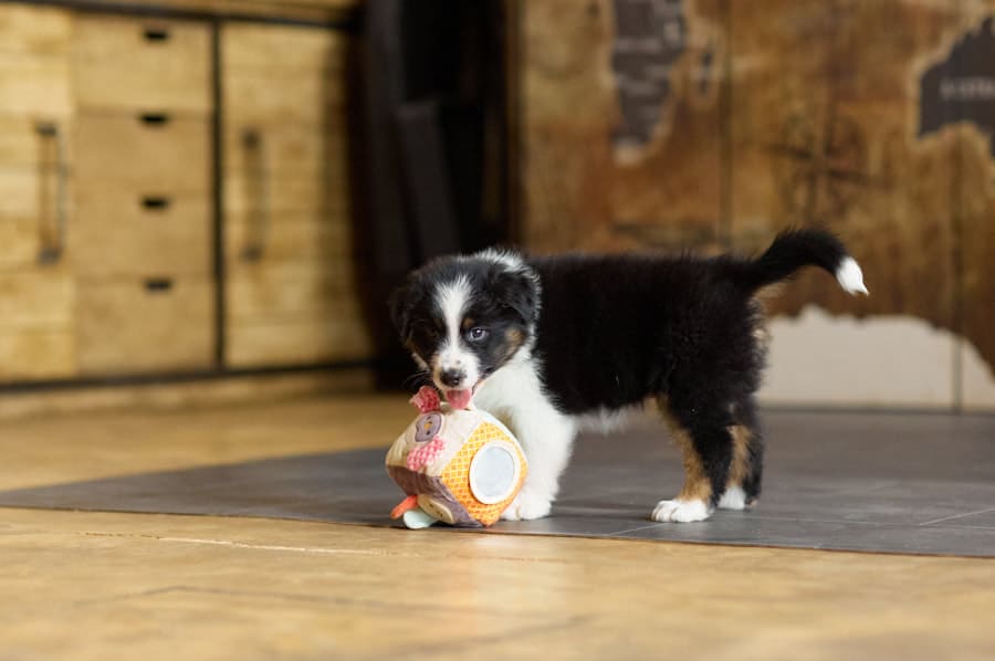 CHIOT BERGER AUSTRALIEN SOCIALISATION OPTIMALE EVEIL