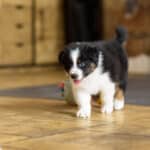 CHIOT BERGER AUSTRALIEN SOCIALISATION OPTIMALE EVEIL