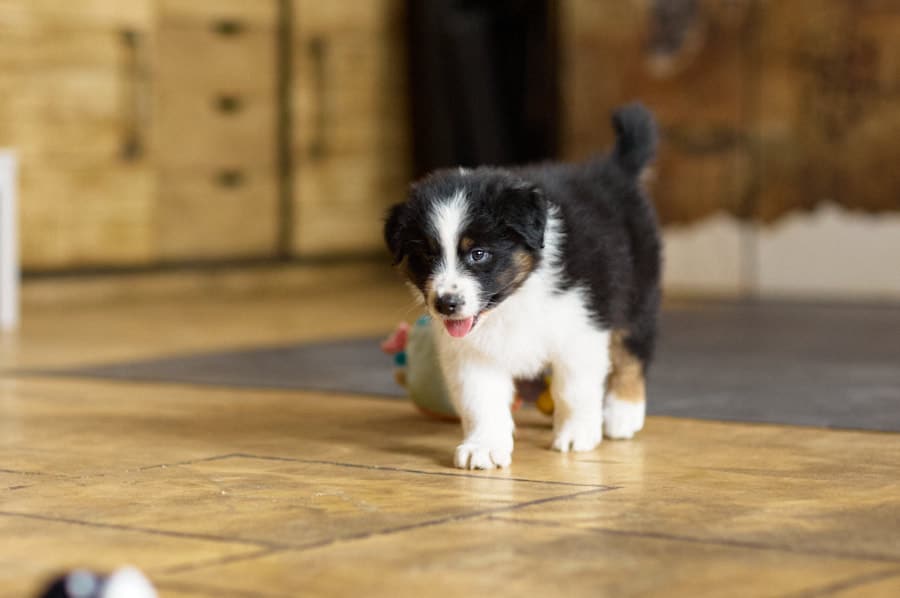 CHIOT BERGER AUSTRALIEN SOCIALISATION OPTIMALE EVEIL