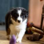 CHIOT BERGER AUSTRALIEN SOCIALISATION OPTIMALE EVEIL