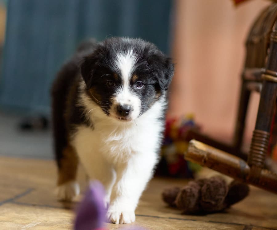 CHIOT BERGER AUSTRALIEN SOCIALISATION OPTIMALE EVEIL