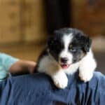 CHIOT BERGER AUSTRALIEN SOCIALISATION OPTIMALE EVEIL