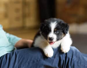 CHIOT BERGER AUSTRALIEN SOCIALISATION OPTIMALE EVEIL